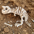 Flexi Skeleton Carnotaurus – Articulated 3D‑Printed Dinosaur Friend